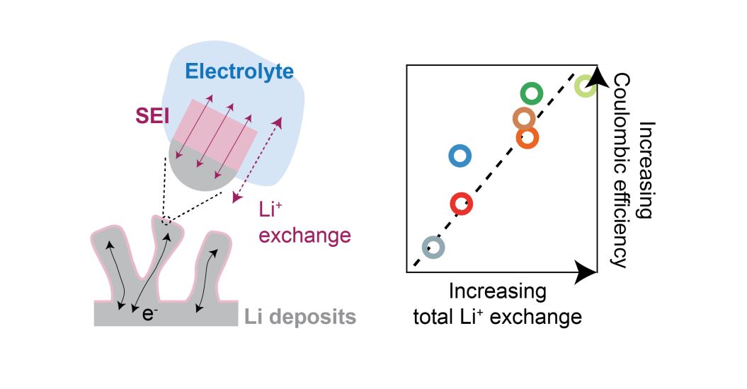 Beneficial vs. Inhibiting Passivation by the Native Lithium Solid Electrolyte Interphase Revealed by Electrochemical Li+ Exchange